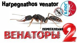 Муравьи Harpegnathos venator. Венаторы 2. Пересадка опасных муравьев.