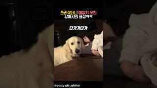 쓰러졌더니 예상치 못한 강아지의 표정 #동물 #강아지 #유머