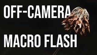 Using off-camera flash for woodland macro photography (macro lighting tutorial)