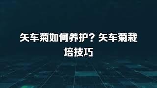 矢车菊如何养护？矢车菊栽培技巧