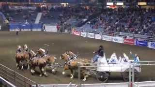 Morsky Roselea Belgians  CCA Rodeo Regina Sk. Nov. 27, 2015