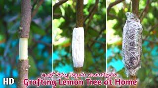 How to Grafting Lemon  Tree at home | ఇంట్లో నిమ్మకాయను అంటుకట్టడం ఎలా చెట్టు | पेड़ की ग्राफ्टिंग