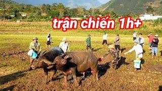 Chọi trâu || Siêu kinh điển 2 Ông trâu tam đường _ Lai Châu