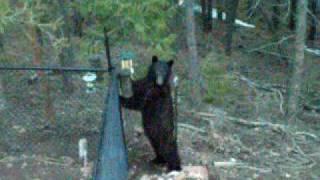 Bear on Woodmoor Mountain 25 Apr 09