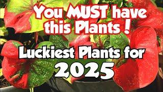 Top 18 Lucky Plants for 2025 | Health, Wealth & Prosperity #luckyplants