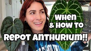 WHEN & HOW TO REPOT ANTHURIUM!!  Signs You Need to Up-pot with Examples! ️ repot 8 plants with me