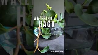 How To Prevent fungus gnats And Grow Healthy Houseplants 