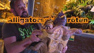 Geier- und Schnappschildkröte | Wunschvideo N°1 | Alligator- & snapping turtle