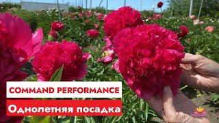 Потрясающий красный пион COMMAND PERFORMANCE / Сад Ворошиловой