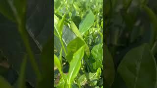 Chè ngon Tân Cương. Đt: 0971771732-0971722015  #VietnameseGreenTea  #OrganicTeaFromVietnam #TaáteOfT