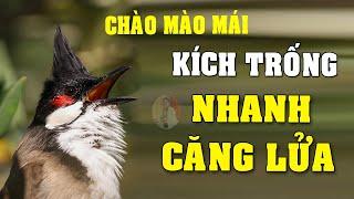 CHÀO MÀO MÁI KÍCH TRỐNG CĂNG LỬA  - CÁCH KÍCH LỬA CHÀO MÀO SỔ BỌNG HÓT CHÉ #chàomàohót