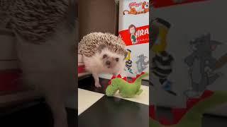 Ёжик выгоняет Сатану!