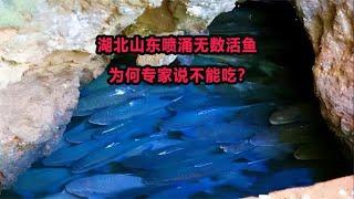 湖北惊现诡异山洞，每年喷涌出无数活鱼，为何专家说不能吃？