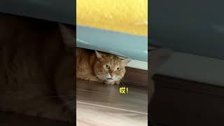 【貓咪叫不苦】原來小貓咪乾壞事也怕被抓包～