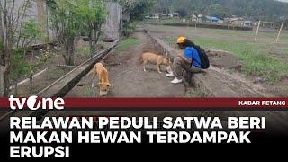 Ditinggal Mengungsi, Hewan Peliharaan Milik Korban Erupsi Lewotobi Terlantar | Kabar Petang tvOne