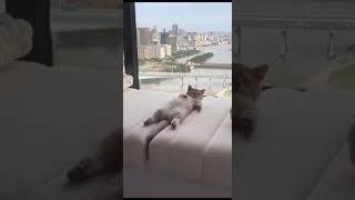 #funnycats #funny #funnyvideo #funnyanimals #funnymoments #animals #cats #catshorts #catlover