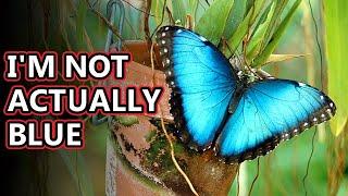 Morpho facts: a not so blue butterfly | Animal Fact Files