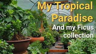 Tour of the Greenhouse and My Ficus collection.
