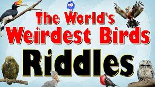 Guess the World’s Weirdest Birds - Quiz for Kids | 15 Strangest Birds – Pictures and Facts