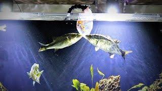 Pet Bass Feeding Experiment (Goldfish)