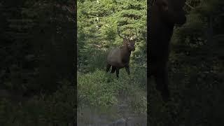 Insane Frontal Shot on Bull Elk #destinationelk #elkhunting #bowhunting