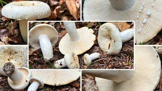 Pfeffermilchling Verwechslung | Langstieliger Pfeffermilchling | Lactarius / Lactifluus piperatus