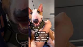 Їдемо з мініатюрним бультерʼєром на автобусі в парк В метро з таким песиком за правилами не можна