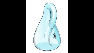 Animated topology: Ant walk on the Klein bottle