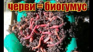 Как отделить червя СТАРАТЕЛЯ от БИОГУМУСА/ Корм для червей/#vermicompost #обретениезеленогопальца