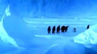 Penguin Falls Down Resulting In Best Sound Ever Low