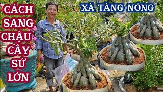 CÁCH SANG CHẬU , XÃ TÀNG  NÓNG  CÂY SỨ LỚN , ADENIUM @UCTHUBonsaiCanTho