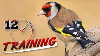 The Best Singing Goldfinch 12h !!!