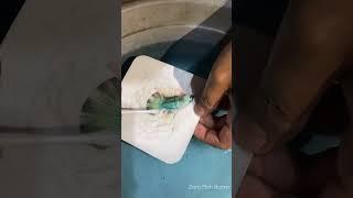 Betta Fish Grooming 