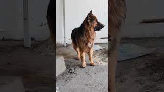 Kam thik se kar karigar #germanshepherd #dogvideo #vlog #viralvideo #short #viralshort #dog