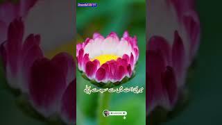 Hadis e nabvi Urdu translation Hussaini HD TV