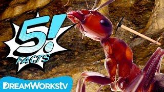 5 Facts About ANTS, Man | 5 FACTS