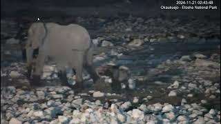 Elephant Mom with tiny calf.