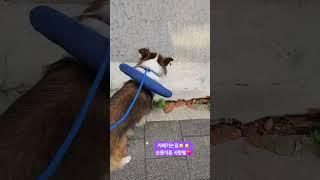 #애견동반카페#광나루역#한옥카페#분위기좋은카페 #듀블럭