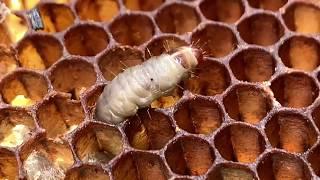 Greater Wax Moth Larvae