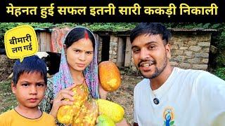 मेहनत हुई सफल इतनी सारी ककड़ी निकाली || pahadi lifestyle vlog