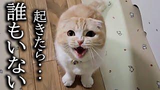 深夜に「犬がいない！」と大声で夜泣きしちゃう猫がこちらです