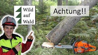 5 PROFESSIONELLE Fällungen am Stück - Vorhänger mit Husqvarna und Stihl #wildaufwald