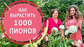 Пионы. Секреты выращивания и ухода от Любови Аристарховой в Пионовом раю