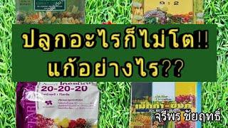 ปุ๋ยกิฟฟารีนสูตร 20-20-20 บำรุงทุกส่วนของพืช