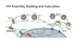 HIV-1: Infection and Replication #Code: 97