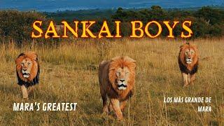 SANKAI BOYS | Los leones más grandes de Mara (MARA'S LARGEST LIONS) #nature #viral #lion #animals