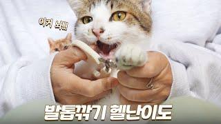 비명이 난무하는 고양이 발톱깎기 현장🩸