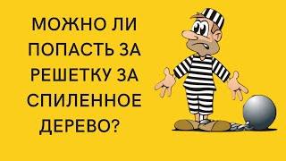 Можно ли попасть за решетку за спиленную березу?