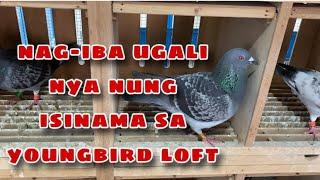 NAG-IBA UGALI NYA NUNG ISINAMA SA YOUNGBIRD LOFT |Reggie Cruz Loft & Aviary #reggiecruzloftandaviary