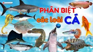 CÁ GÌ ĐÂY | PHÂN BIỆT CÁC LOÀI CÁ CÁ TRẮM, CÁ QUẢ, CÁ RÔ, CÁ CHÉP, CÁ MÈ, CÁ BẢY MÀU | SỨA  TV